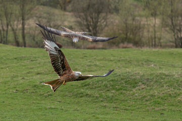 Two Red Kite birds of prey swooping down