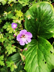 Red campion – a woodland wildflower - also known as Silene dioica or coirean coilleach. This attractive little wildflower belongs to the family Caryophyllaceae. It can be found hidden amongst shady he