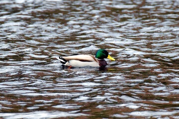 A duck on the lake of Glendalough, Co. Wicklow, Ireland