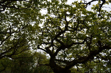 trees in the forest - Ireland