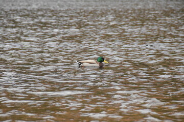 A duck on the lake of Glendalough, Co. Wicklow, Ireland