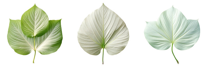 White leaf isolated Symbolizes Buddha transparent background