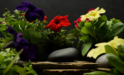 stones and flowers for the podium.zen stones and flowers for the presentation of the product, background, podium.