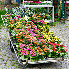transport cart of a cemetery garden center with many colorful plants