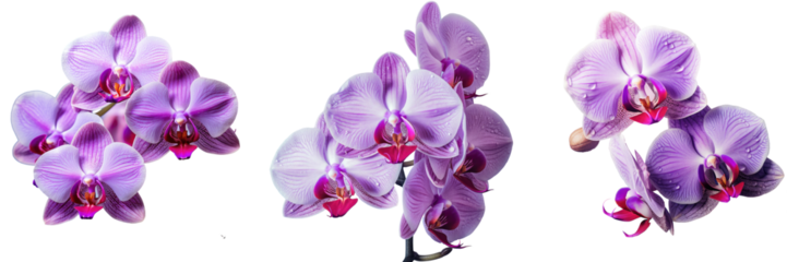Close up view of a purple orchid transparent background