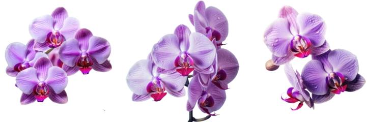 Poster Close up view of a purple orchid transparent background © 2rogan