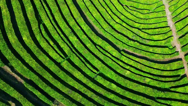 Summer tea lines hills drone view. Zoom in lush green plantation in highlands.