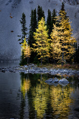 Mountain Larch trees reflecting on a lake in autumn colours along the Canadian Rocky Mountains at Chester Lake Alberta.
