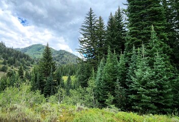 forest in the mountains