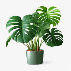 Monstera, potted plants on white background.