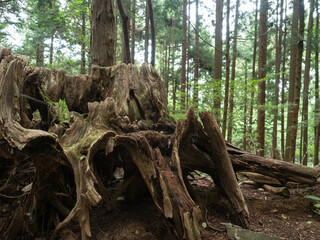 むき出しの木の根