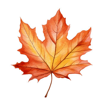 Fall maple leaf isolated on white background. Watercolor illustration created with Generative Ai technology