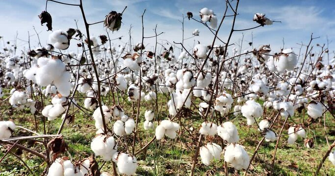Farm field of white soft cotton crop plants ready for harvest