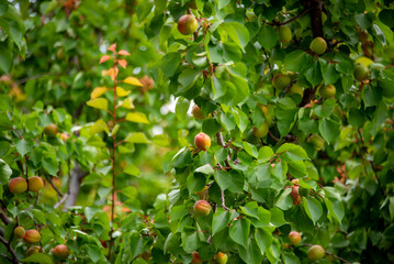 Apricot Plantation in Basilicata - Italy