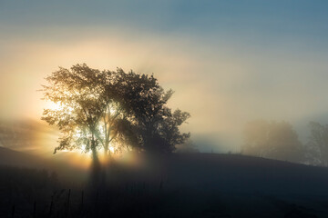 The sun coming up behind two trees on a hill on a foggy morning.