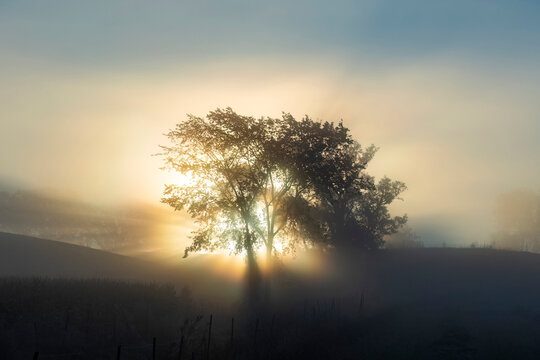 The sunrise on a foggy day creating sunbeams and colors as it comes up behind two trees in silhouette.