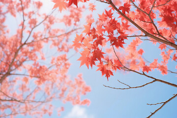 Red maple leaves on top of tree on blue sky background