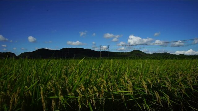 稲穂の実る夏の田園地帯を走る普通列車 （東海道本線 安土 - 能登川, 2023年8月）
