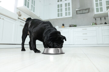 Cute Pug dog eating from metal bowl in kitchen, space for text