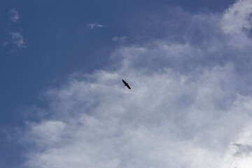 bird flying in the blue sky