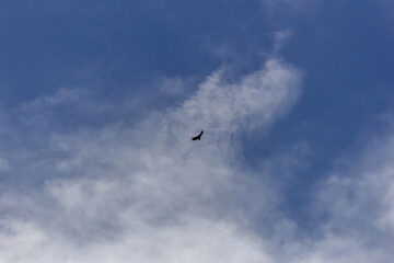 bird flying in the blue sky