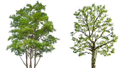木の切抜き2種類（背景透過）