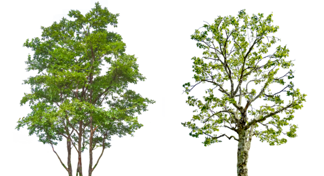 木の切抜き2種類（背景透過）