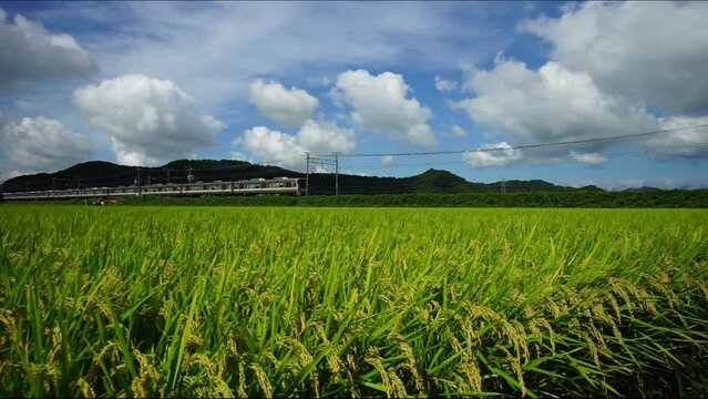 稲穂の実る夏の田園地帯を走る普通列車 （東海道本線 安土 - 能登川, 2023年8月）