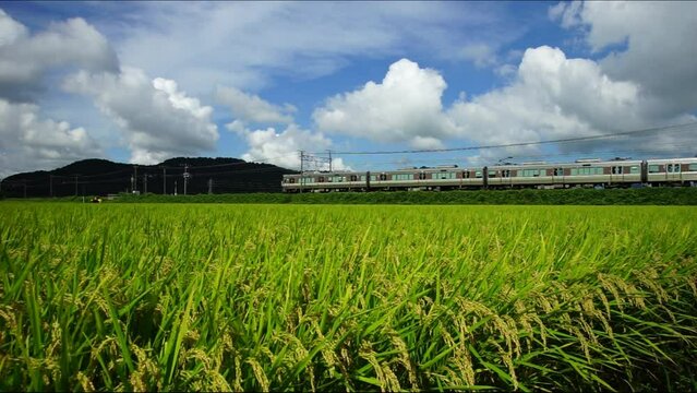 稲穂の実る夏の田園地帯を走る普通列車 （東海道本線 安土 - 能登川, 2023年8月）