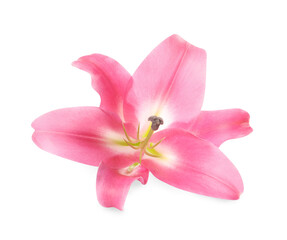 Fototapeta na wymiar Beautiful pink lily flower isolated on white