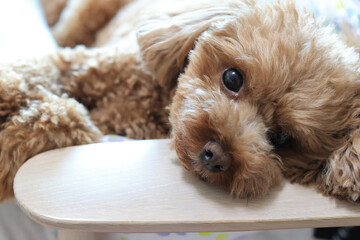 部屋でくつろぐトイ・プードル