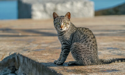Hermoso gatito mirando hacia el frente