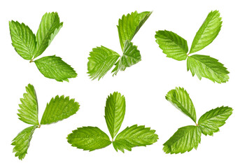 Set with bright green wild strawberry leaves isolated on white