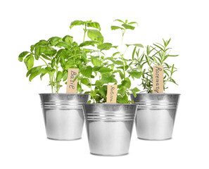 Different green herbs with tags in pots isolated on white