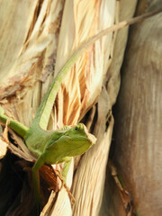 Chameleon is a special name for various types of lizards that have the ability to change the color of their skin