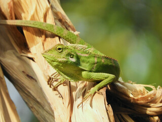 Fototapeta premium Chameleon is a special name for various types of lizards that have the ability to change the color of their skin
