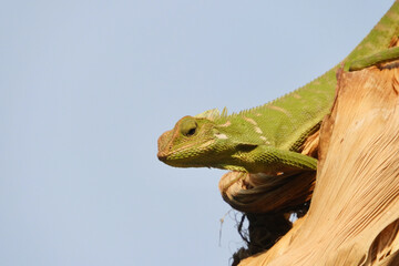 Chameleon is a special name for various types of lizards that have the ability to change the color...