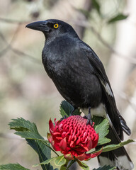 Australian Pied Currawong perched on a New South Wales Waratah flower