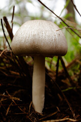 mushroom in the forest