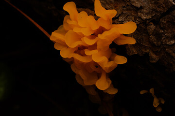 orange mushroom