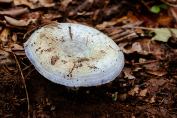 Lactarius indigo