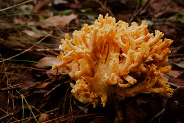 mushroom in the forest