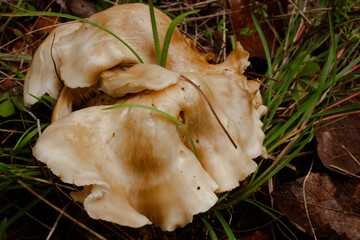 mushroom on the ground