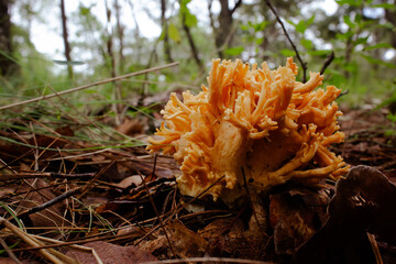 mushroom in the forest