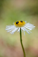 ladybug on daisy