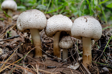 mushroom in the forest