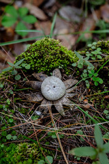 earth star