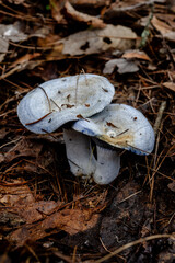 mushrooms in the forest