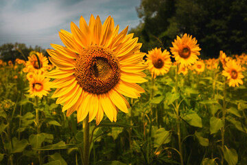 close up of sunflower blooming in the sunflower field 