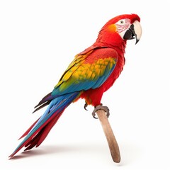 Colorful parrot in white background, AI generated Image
